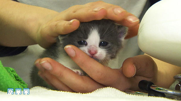 Kastrations-Aktion von Straßenkatzen Kastrations-Aktion von Straßenkatzen