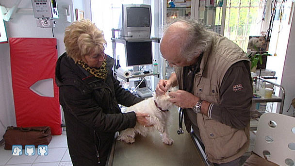Wurzelbehandlung bei West-Highland-Hündin Wurzelbehandlung bei West-Highland-Hündin