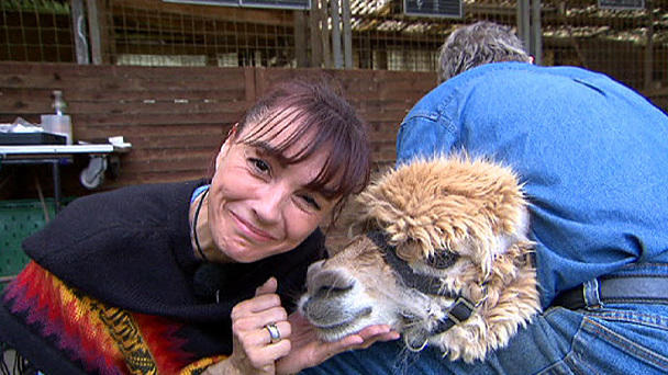 Besuch auf der Alpakafarm Besuch auf der Alpakafarm