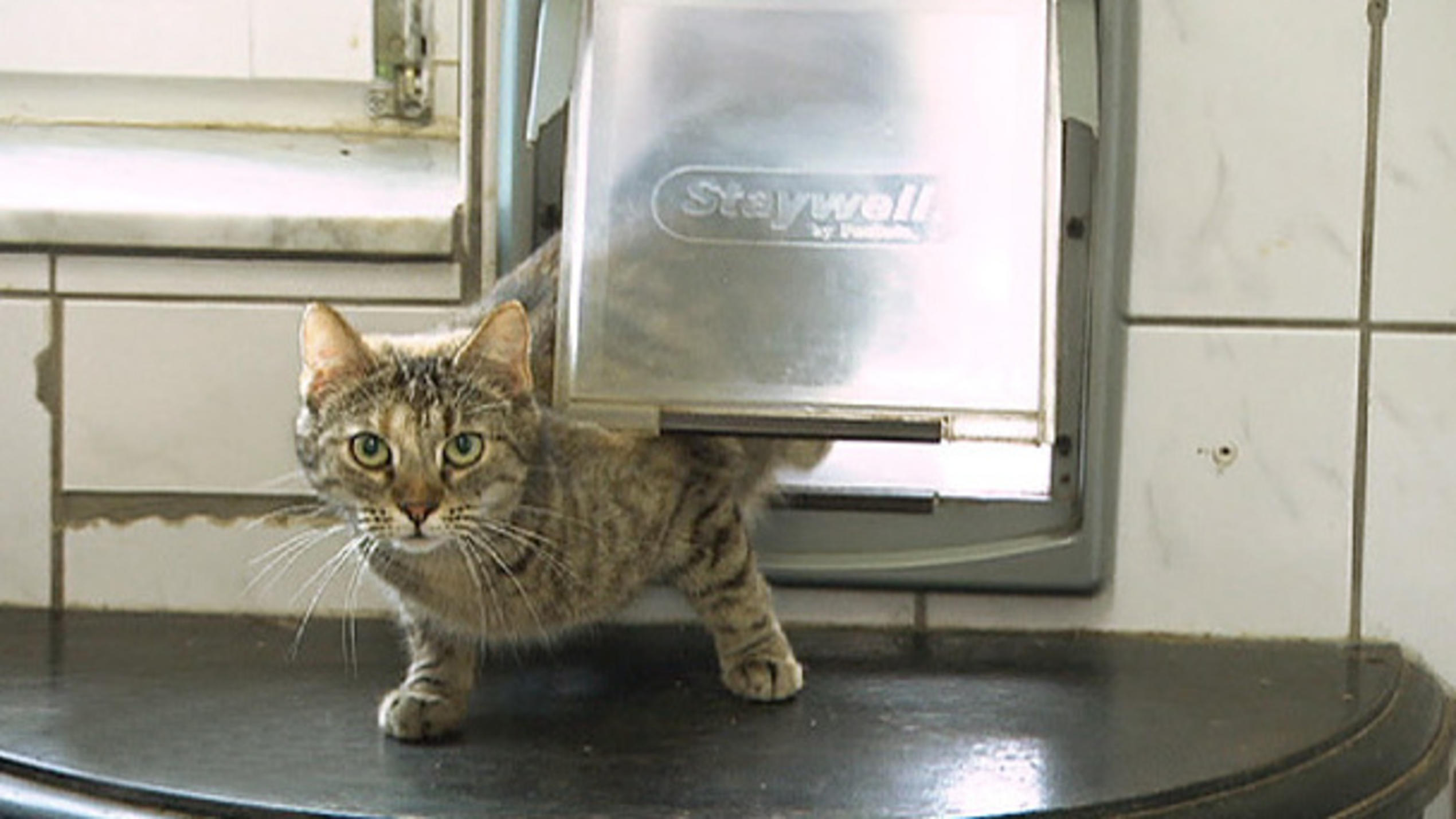 Streuner-Katzen im Großstadtdschungel Streuner-Katzen im Großstadtdschungel
