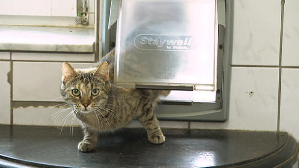 Streuner-Katzen im Großstadtdschungel Streuner-Katzen im Großstadtdschungel