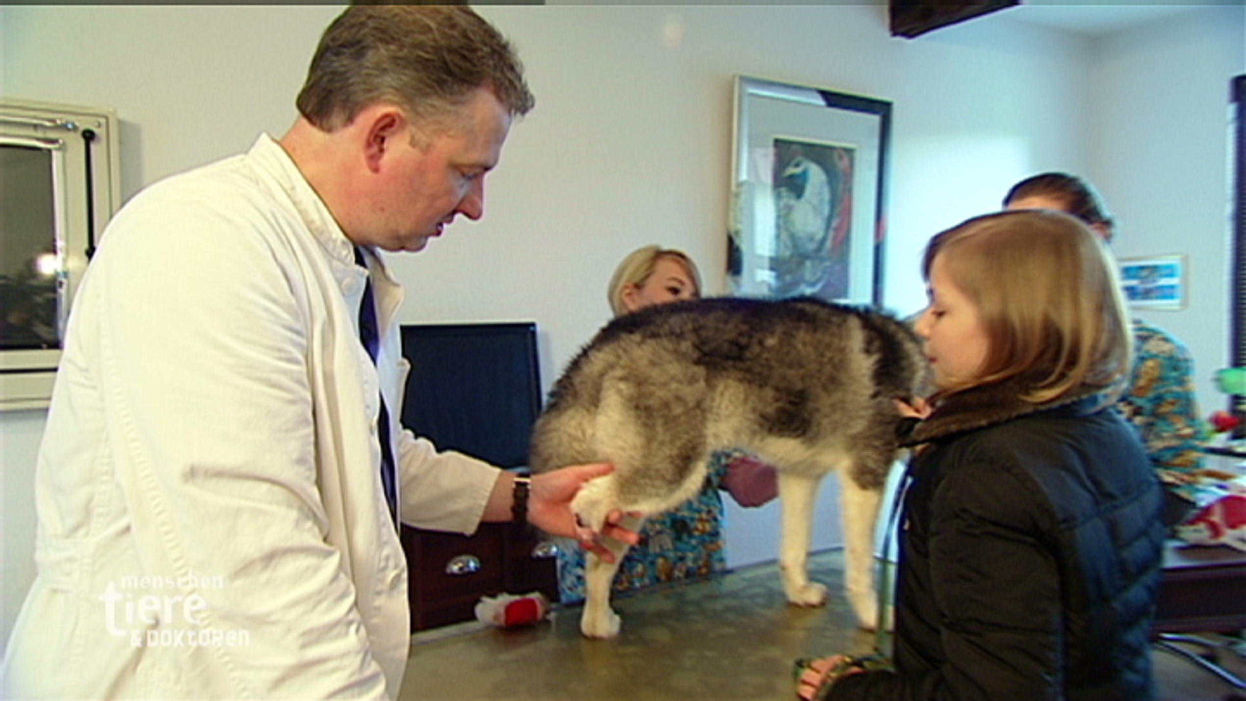 Ralf Schweda: Hilfe für Husky Asja Ralf Schweda: Hilfe für Husky Asja