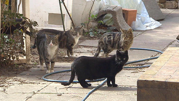Sofa statt Straße – ein Herz für Streunerkatzen: Folge 1 Sofa statt Straße – ein Herz für Streunerkatzen: Folge 1