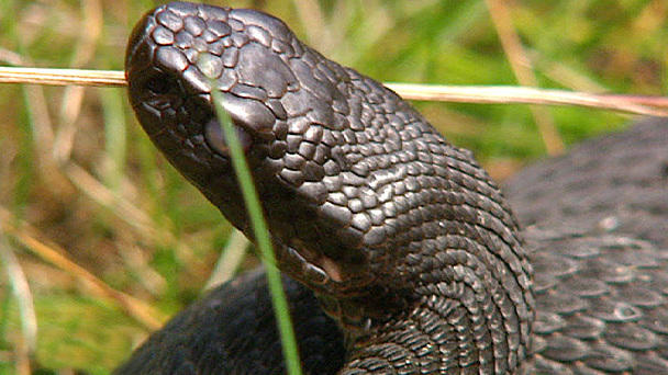 Wildnis Deutschland: Gefährdeter Moorbewohner Wildnis Deutschland: Gefährdeter Moorbewohner