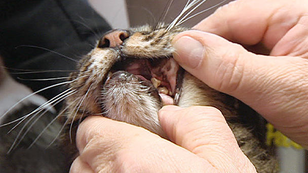 Tierarzt Dr. Wolf behandelt eine Katze mit Zahnschmerzen. Tierarzt Dr. Wolf behandelt eine Katze mit Zahnschmerzen.