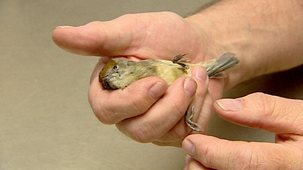 Sprechstunde Dr. Wolf: Wildvogel Sprechstunde Dr. Wolf: Wildvogel