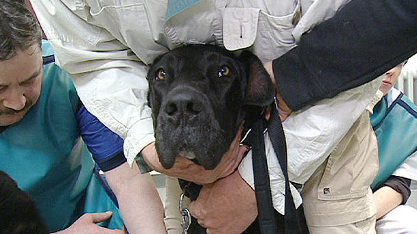 Tierschützer auf Mallorca: Rettung für Dogge Samir Tierschützer auf Mallorca: Rettung für Dogge Samir