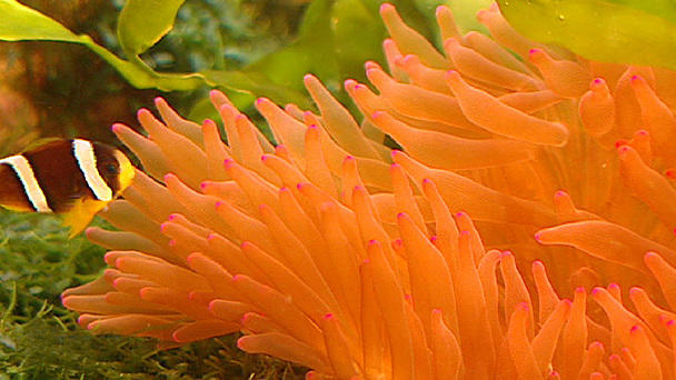Seeanemonen: Ein bunter Strauß Blumentiere Seeanemonen: Ein bunter Strauß Blumentiere