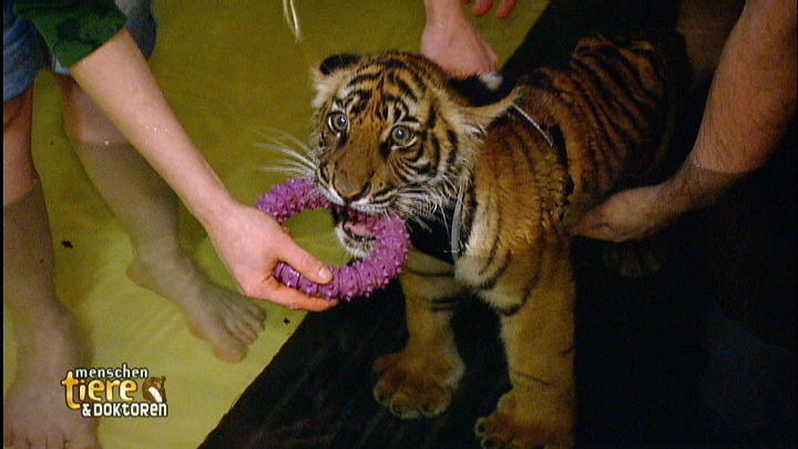 Physiotherapie für Tigerkind Ranga Physiotherapie für Tigerkind Ranga