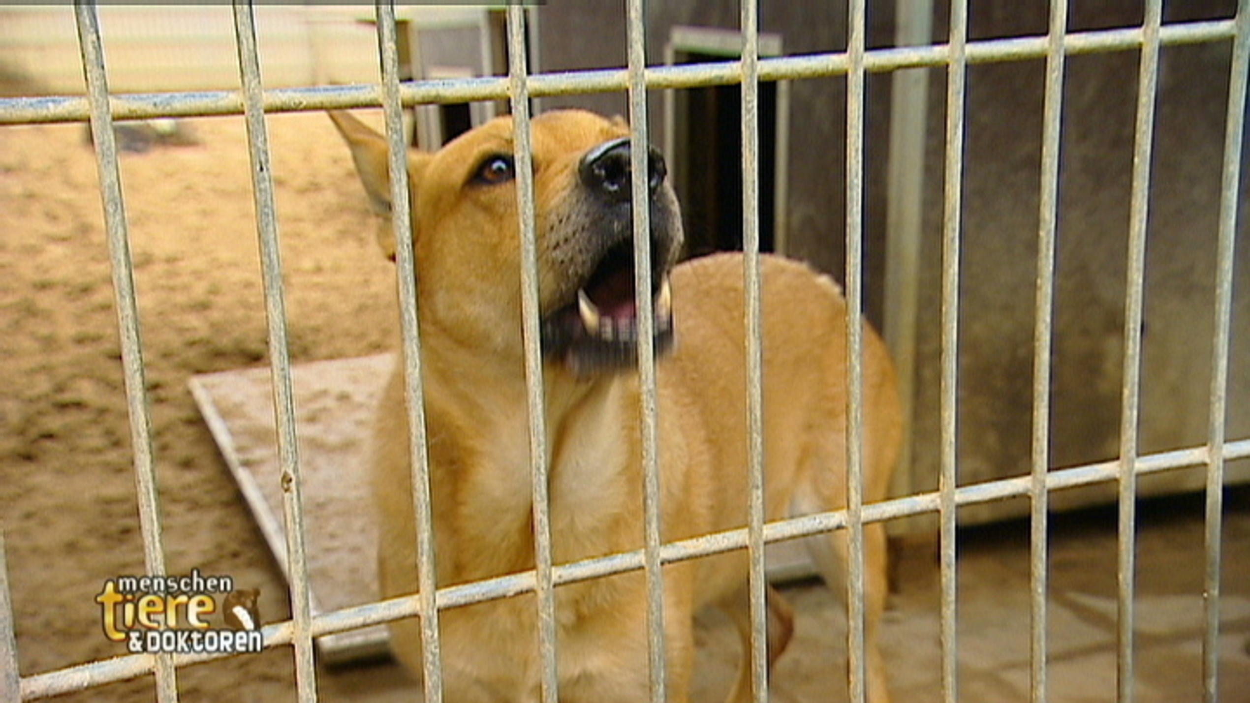 Tierheim Hamburg: Familienhund gesucht Tierheim Hamburg: Familienhund gesucht