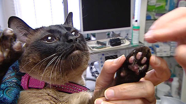 Sprechstunde Dr. Wolf: Katze mit Pfotenverätzung Sprechstunde Dr. Wolf: Katze mit Pfotenverätzung