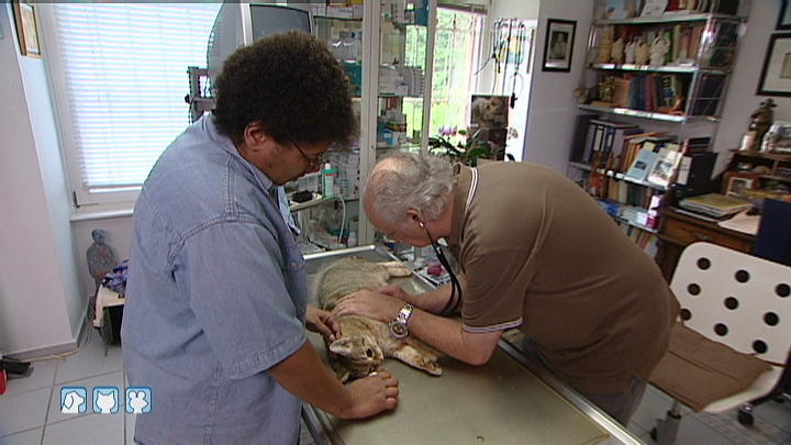 Dr. Wolf behandelt eine Katze mit Tumor Dr. Wolf behandelt eine Katze mit Tumor