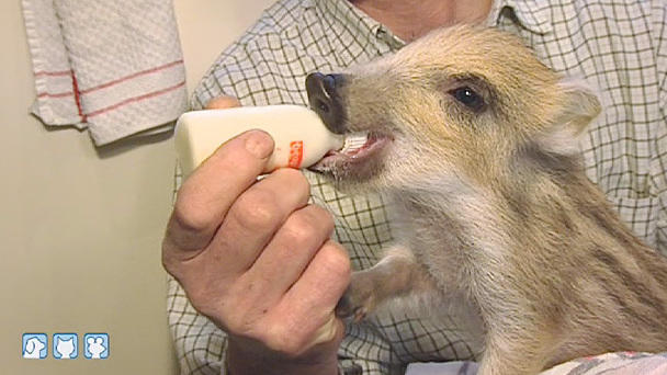 Frank Weber besucht Wildschweinferkel Paul Teil 1 Frank Weber besucht Wildschweinferkel Paul Teil 1