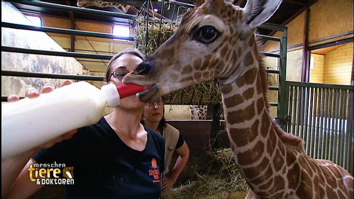 Serengetipark Hodenhagen: Ein verstoßenes Giraffenbaby Serengetipark Hodenhagen: Ein verstoßenes Giraffenbaby