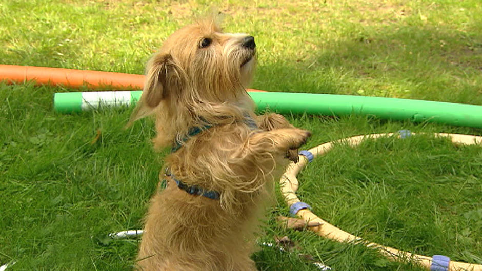 Hunderallye: Spaß für Hund und Halter Hunderallye: Spaß für Hund und Halter