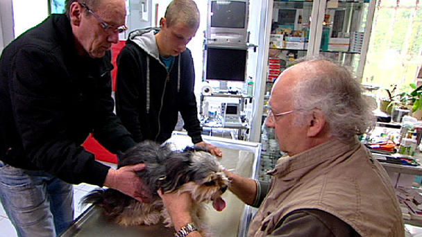 Sprechstunde bei Dr. Wolf: Zeus - ein Ataxiehund? Sprechstunde bei Dr. Wolf: Zeus - ein Ataxiehund?