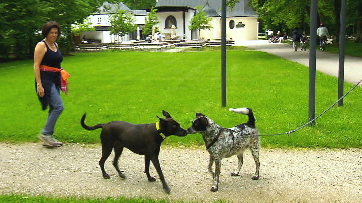 Es gibt auch Hunde, die Lotte liebt Es gibt auch Hunde, die Lotte liebt