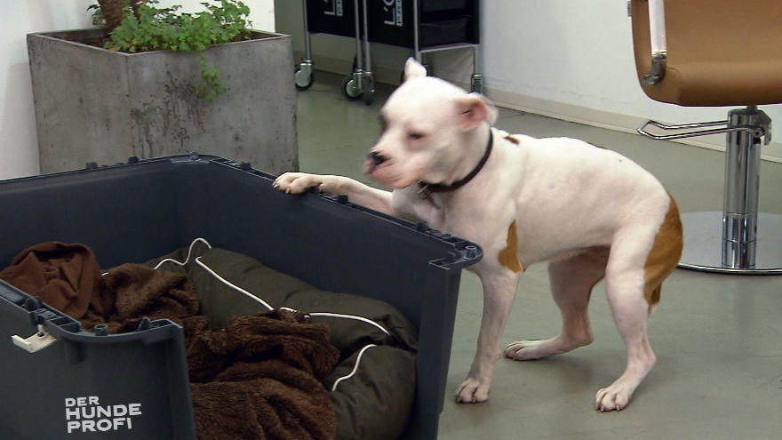 Bulldogge Fine soll in einer Box zur Ruhe kommen Bulldogge Fine soll in einer Box zur Ruhe kommen