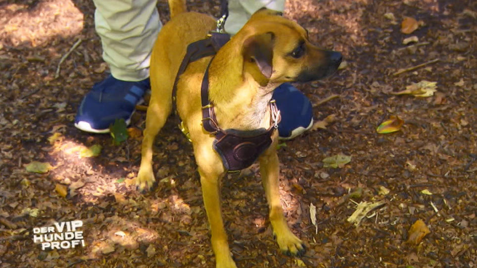 Pinscher Enzo ist ein bisschen ruhiger geworden Pinscher Enzo ist ein bisschen ruhiger geworden