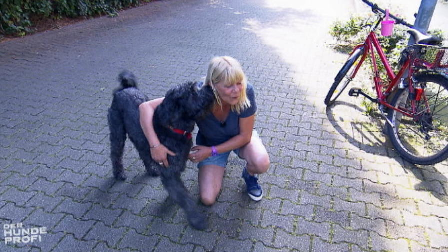 Rüde Thilo muss sich mit dem Fahrrad anfreunden Rüde Thilo muss sich mit dem Fahrrad anfreunden