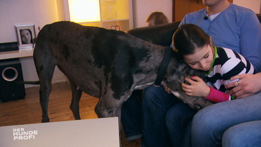 Zwei Doggen sorgen für Chaos Zwei Doggen sorgen für Chaos