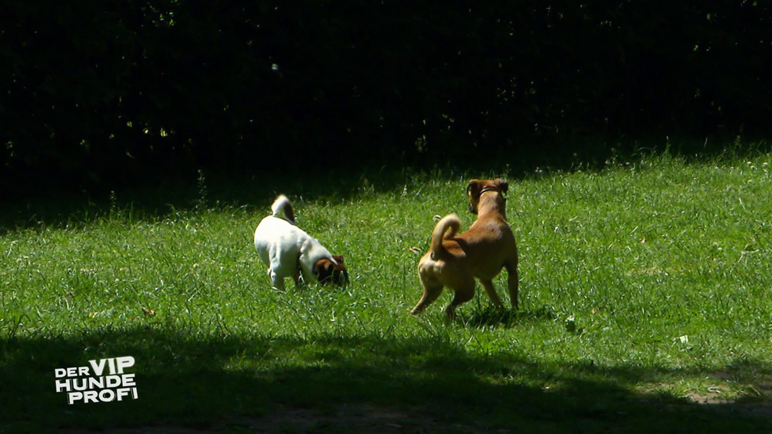 Pinscher- Mix Enzo gibt im Park richtig Gas Pinscher- Mix Enzo gibt im Park richtig Gas