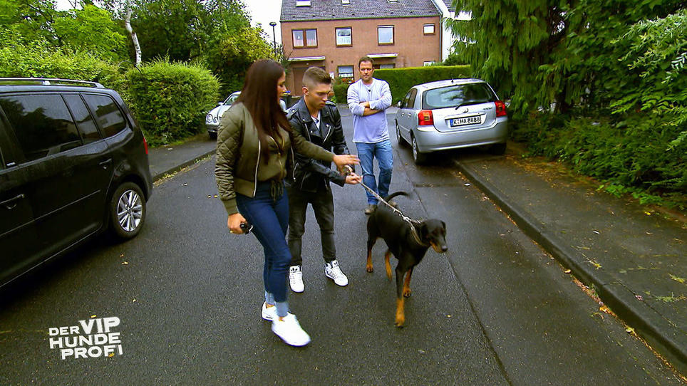 Ist Joey in der Hundeerziehung zu strukturlos? Ist Joey in der Hundeerziehung zu strukturlos?