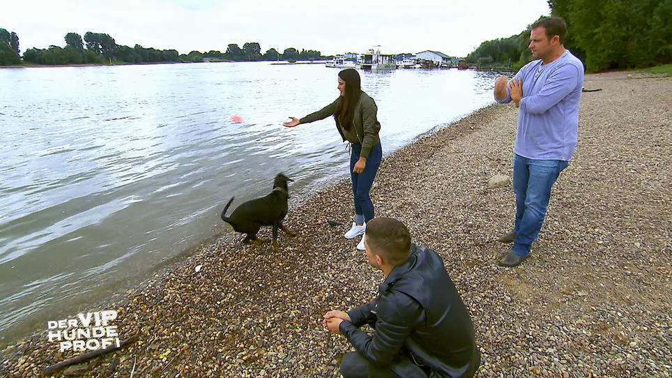 Intensives Training mit Dobermann- Dame Jersey notwendig Intensives Training mit Dobermann- Dame Jersey notwendig