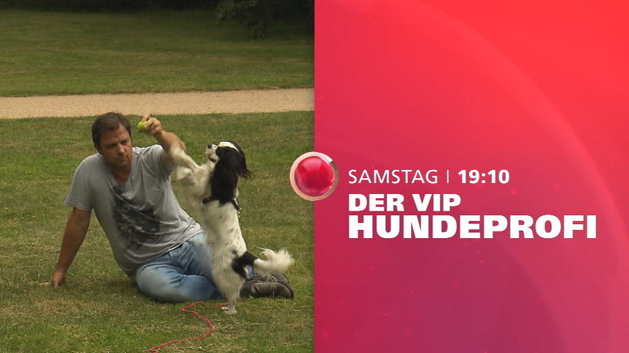 Die Promi- Hunde drehen durch Die Promi- Hunde drehen durch