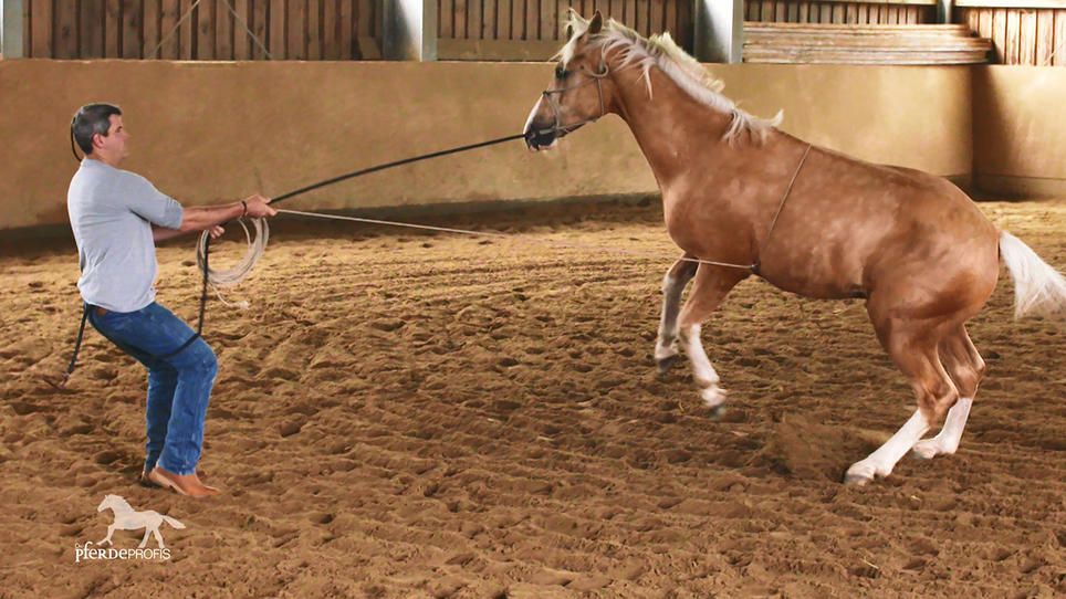 Pony Otto soll sich an den Bauchgurt gewöhnen Pony Otto soll sich an den Bauchgurt gewöhnen