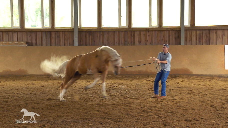 Pony Otto rastet schon beim Satteln aus Pony Otto rastet schon beim Satteln aus