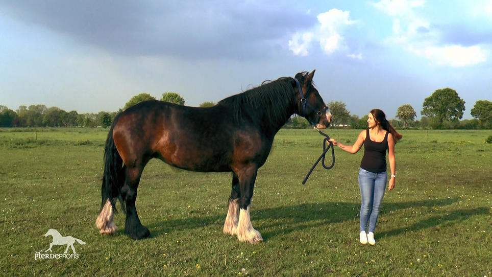 Shire-Horse Bella ist vollkommen unerzogen Shire-Horse Bella ist vollkommen unerzogen