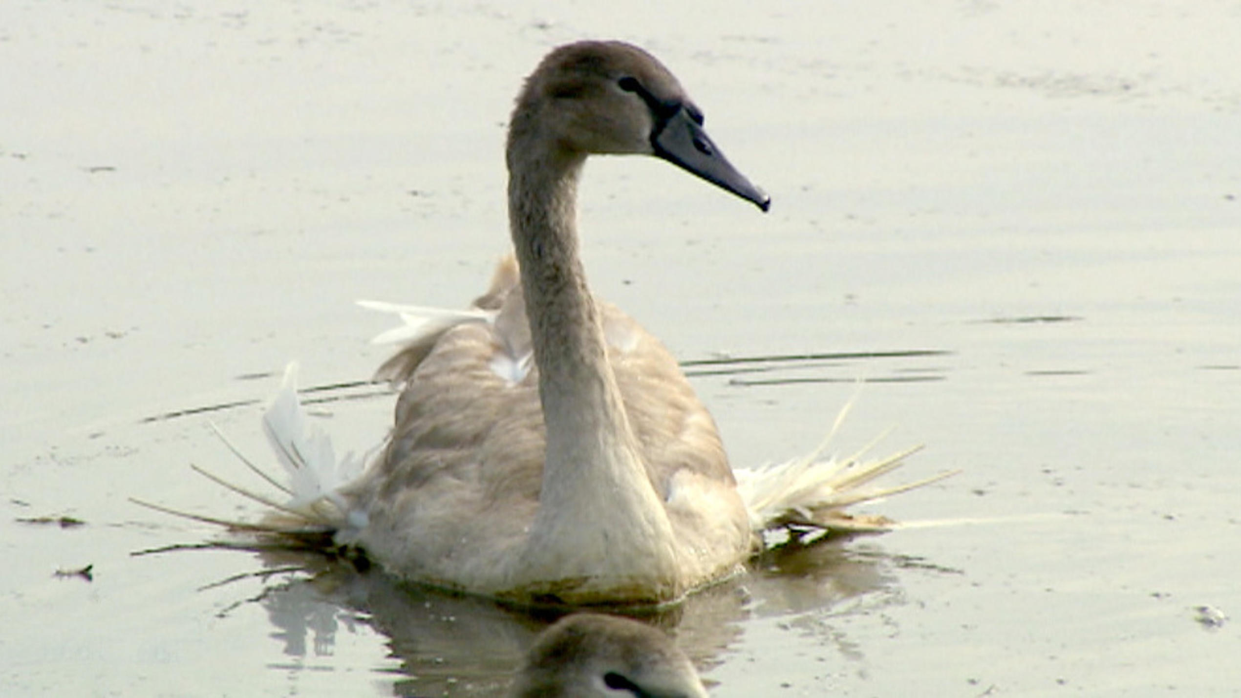 Schwan Max braucht dringend Hilfe (1/3) Schwan Max braucht dringend Hilfe (1/3)