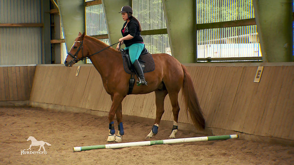 Pegasus hat panische Angst vor Stangen Pegasus hat panische Angst vor Stangen