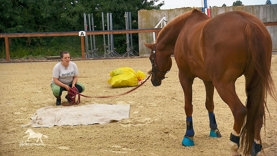 Pegasus überwindet zum ersten Mal seine Angst Pegasus überwindet zum ersten Mal seine Angst