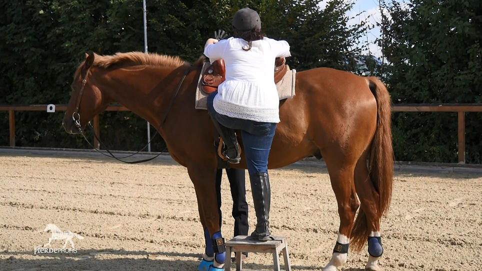 Für Stangenphobiker Pegasus heißt es: Abschlusstraining! Für Stangenphobiker Pegasus heißt es: Abschlusstraining!