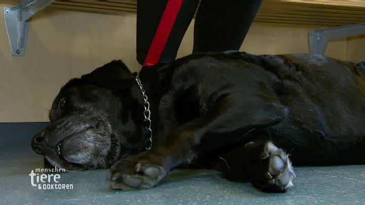 Labradorhündin Ronja hat eine schlimme Ohrenentzündung Labradorhündin Ronja hat eine schlimme Ohrenentzündung