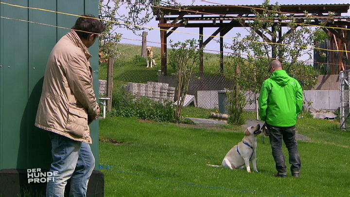 Eine läufige Hunden soll Streuner Ecki anlocken Eine läufige Hunden soll Streuner Ecki anlocken