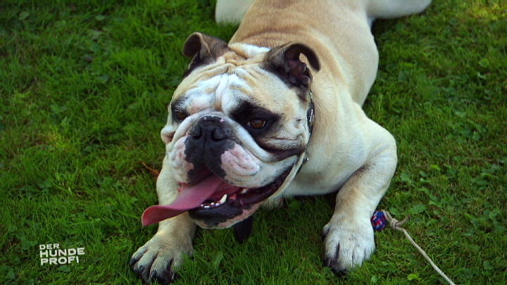 Bulldogge Tequila unter Wasserbeschuss Bulldogge Tequila unter Wasserbeschuss