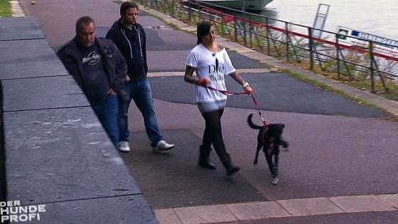 Härtetest für Labrador-Mischling Mogli Härtetest für Labrador-Mischling Mogli