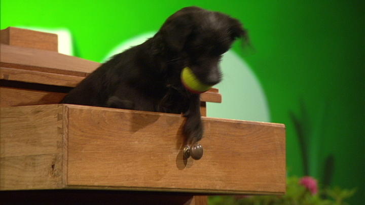Unglaublich: Der Hund in der Schublade! Unglaublich: Der Hund in der Schublade!