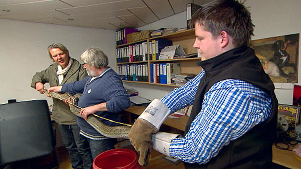 Kann Frank Weber ein Plätzchen für die Schlange finden? Kann Frank Weber ein Plätzchen für die Schlange finden?