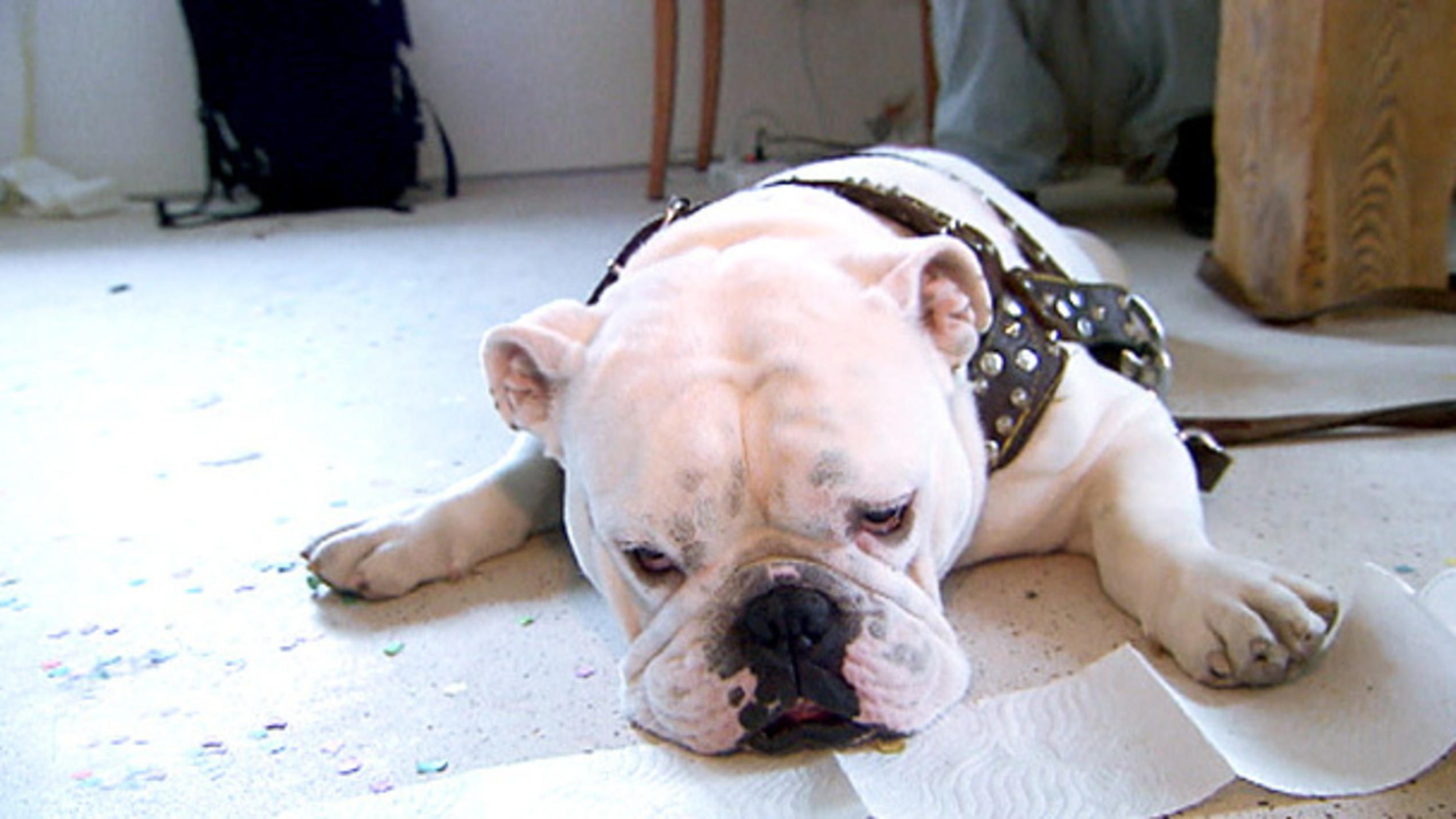 Bulldogge Chico hat seinen großen Auftritt Bulldogge Chico hat seinen großen Auftritt
