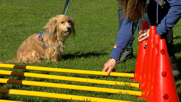 Diana Eichhorn probiert neuen Hundesport Diana Eichhorn probiert neuen Hundesport