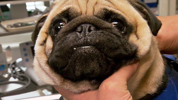 Dr. Wolf behandelt Mops Zorro Dr. Wolf behandelt Mops Zorro