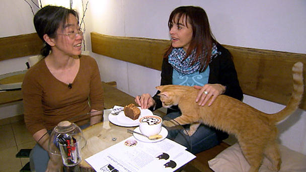 Der neue Trend: Katzencafés Der neue Trend: Katzencafés