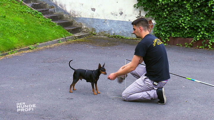 Reizangel-Training mit Zwergpinscher Tito Reizangel-Training mit Zwergpinscher Tito