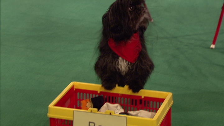 Unglaublich: Ein Hund hängt Wäsche ab! Unglaublich: Ein Hund hängt Wäsche ab!