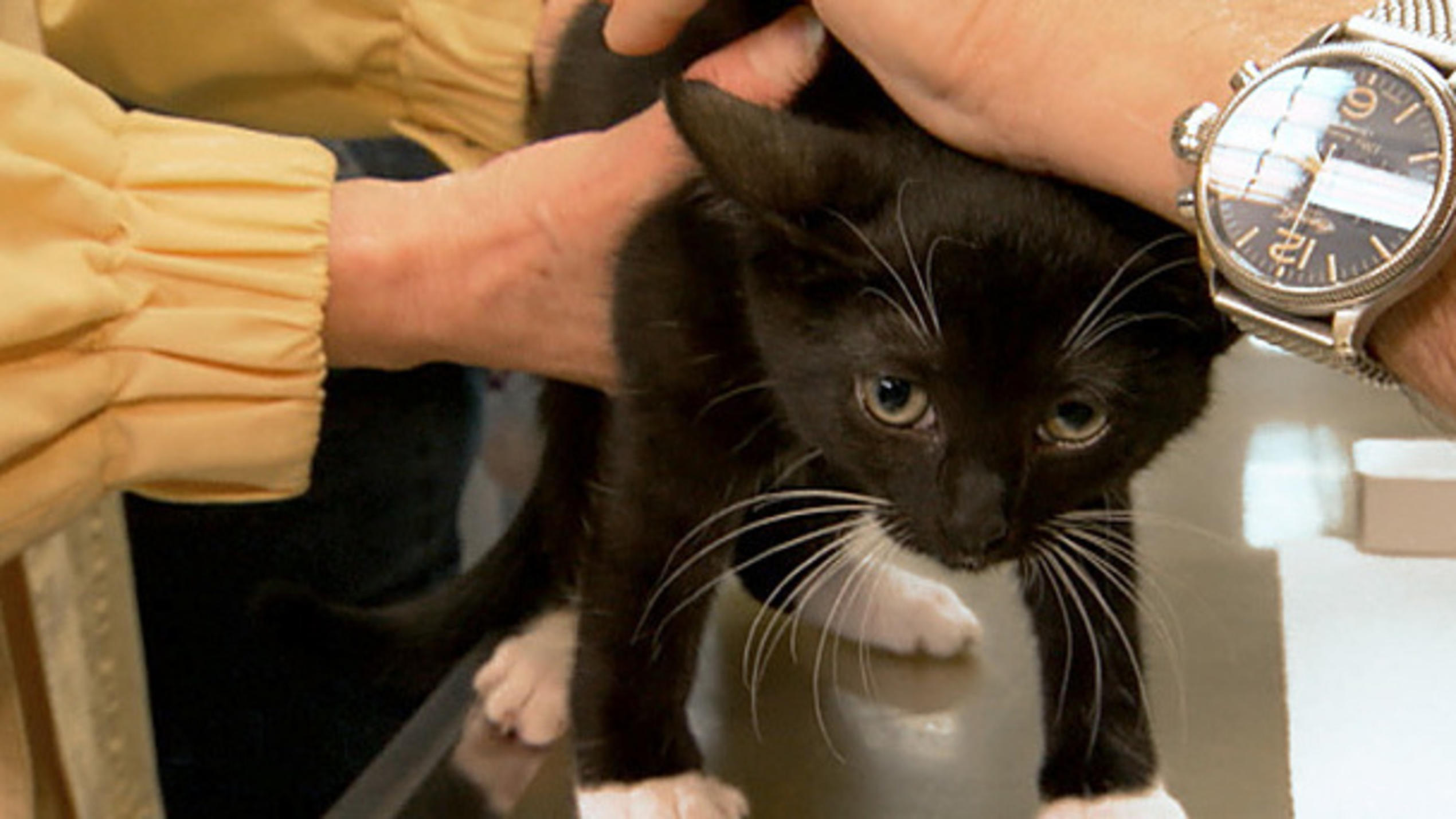 Sprechstunde Dr. Wolf: Katze Impfung Sprechstunde Dr. Wolf: Katze Impfung