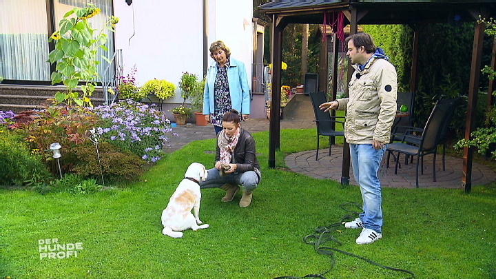 Training mit dem futterneidischen Beagle Trevor Training mit dem futterneidischen Beagle Trevor